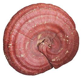 《最后的生还者》第二季制作人暗示本季神秘之处